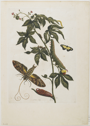 Sphinx Moth, Larva, Pupa, and Flower, 1705-71 (hand-coloured etching & engraving)