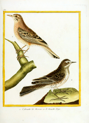 Marsh Pipit and Meadow Pipit (print)
