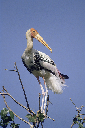 Painted Stork (Mycteria Leucocephala) Kokkare Bellur, Banglore, Karnataka, India.