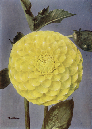 Fancy Dahlia, Mrs Saunders (colour photo)