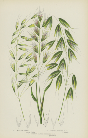 Wild Oat Grass, Bristle Pointed Oat Grass, Narrow Leaved Perennial Oat Grass (colour litho)