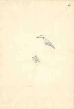 Aphrastura spinicauda