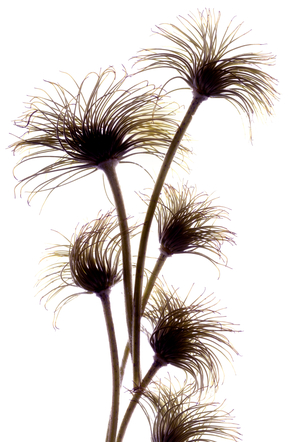 Clematis Buds, 2010 (digital photogram, digital original print)