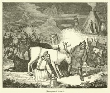 Troupeau de rennes (engraving)