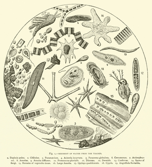 Sediment of Water from the Thames (engraving)