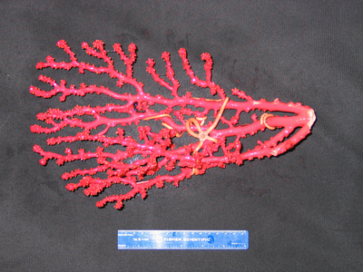 Red Paragorgia coral