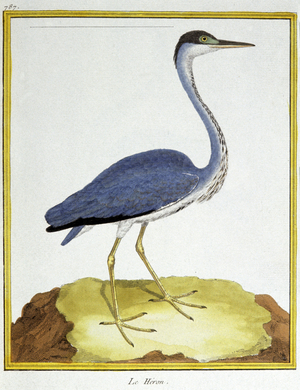 Science. Zoology. Heron. Engraving by Francois Nicolas Martinet in: Histoire naturelle des oiseaux, by Georges Louis Leclerc de Buffon, France, c.1777 (colour engraving)