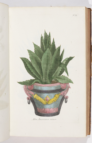 Aloe Americana minor, 1737 (engraving)