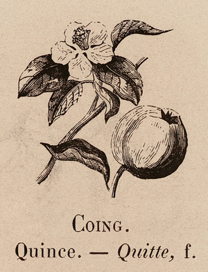 Le Vocabulaire Illustre: Coing; Quince; Quitte (engraving)