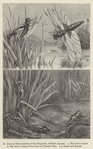 Life and Metamorphoses of the Dragon-fly, Libellula depressa (engraving)