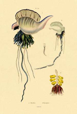 Portuguese Man-of-War, 1833-39 (coloured engraving)