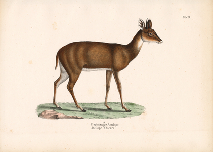 Four-horned Antelope, 1848 (lithography)
