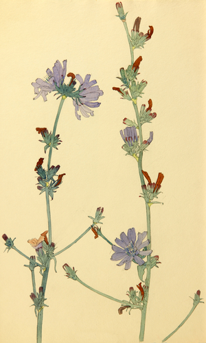 Wild Flowers, 1950 (gouache on paper)
