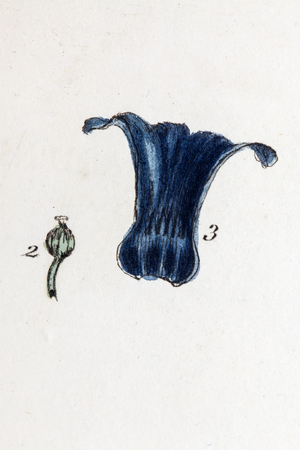 Hyacinth, 1776 (watercolour print)