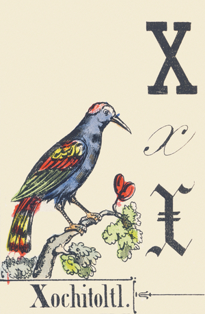 X: Xochitoltl, c1880-1900 (illustration)
