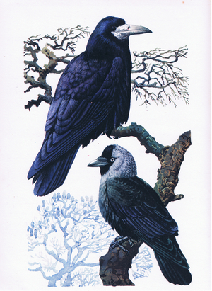Rook and Jackdaw, from Our Bird Book published by Collins, 1947 (colour litho)