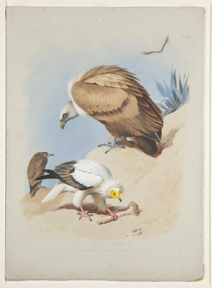 Griffin vulture and Egyptian vulture, c.1915 (watercolour & bodycolour over pencil on paper)