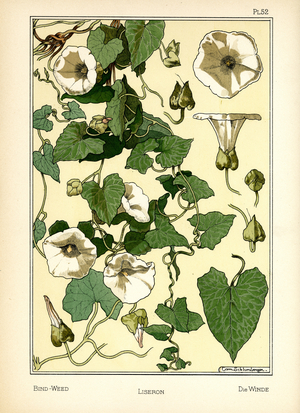 The Bindweed (colour litho)