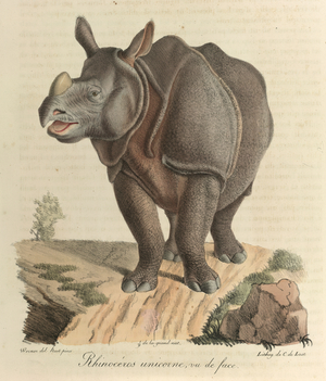 Rhinocéros uincorne. A rhinoceros, from 'Histoire Naturelle des Mammifères' (colour litho)
