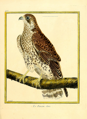 Saker Falcon (print)