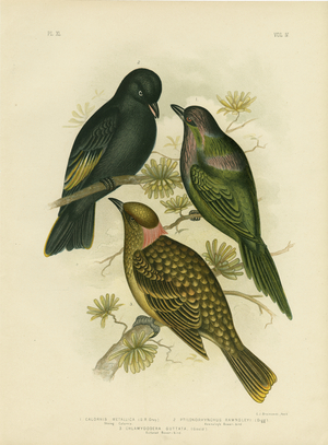 Shining Calornis Or Metallic Starling Or Shining Starling, 1891 (colour litho)