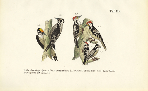 European Woodpecker Species, 1850 (lithography)