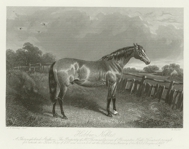 Hobbie-Noble, foaled 1849 (b/w photo)