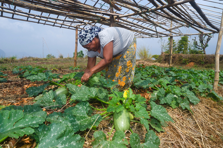 Nepali hillfarming woman tending her crop of squashes in village in Himalayan foothills, 
Majhthana, near Pokhara, Nepal (photo)