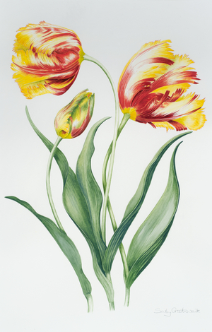 Red Yellow Parrot Tulip Group (w/c on paper)