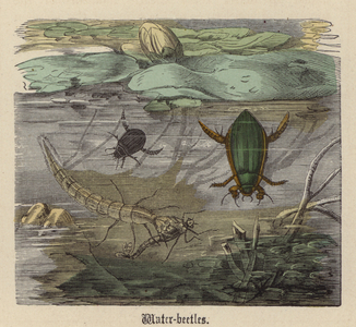Water-beetles (coloured engraving)