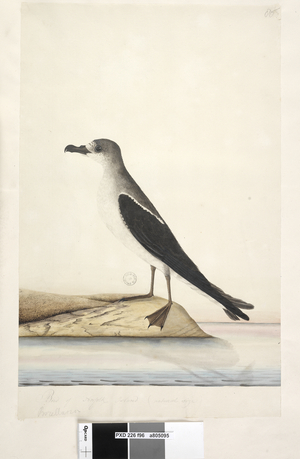 Page 96. Bird of Norfolk Island (natural size). at lower left in different hand Procellana Norfolk Island Dove Petrel, 1791-92 (w/c)