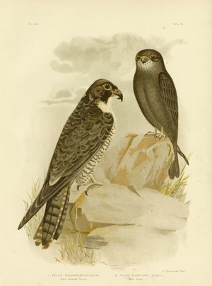 Black-Cheeked Falcon, 1891 (colour litho)