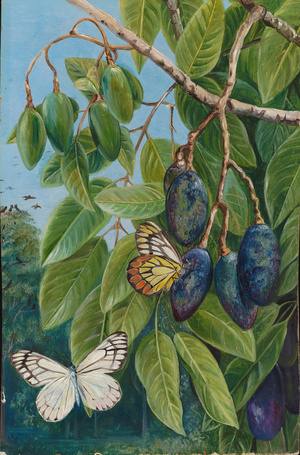 Foliage and fruit of the kenari and butterfly, Java, 1880 (oil on board)