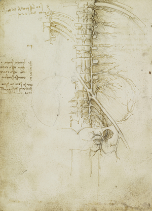 Verso: The veins of the pelvic and lumbar region, c.1508 (pen and ink over black chalk on paper)