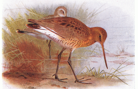Black Tailed Godwit, from Birds of the British Isles and Their Eggs published by Frederick Warne & Co Ltd, 1958 (colour litho)