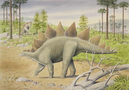 Stegosaurus (w/c on paper)