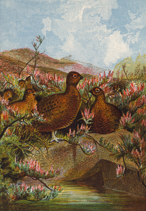 Grouse (colour litho)