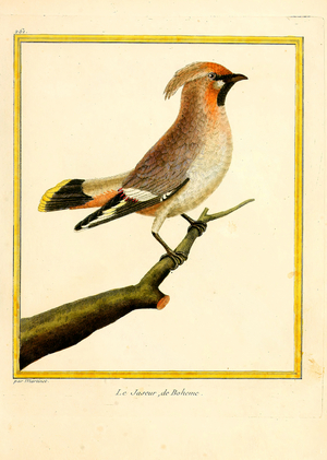 Bohemian Waxwing (print)