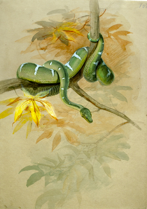 Green Boa (w/c on paper)