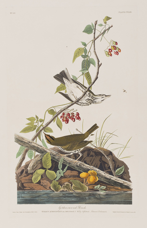 Illustration from 'Birds of America', 1827-38 (hand-coloured engraving & aquatint)