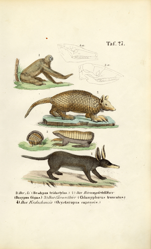Exotic Mammals from the Neotropics, 1850 (lithography)