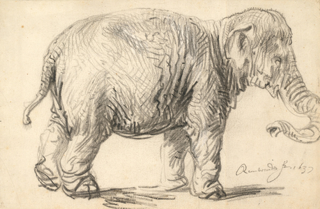An Elephant, 1637 (black chalk on paper)