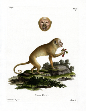 Blonde Capuchin (coloured engraving)