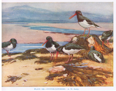 Oyster Catchers, illustration from 'British Birds' by Kirkman & Jourdain, 1966 (colour litho)