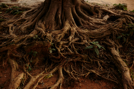 Rooted In Africa, 2019 (photo)