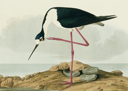 Himantopus himantopus, black-winged stilt, Plate 328 from John James Audubon's Birds of America, original double elephant folio, 1827-30 (hand-coloured aquatint)