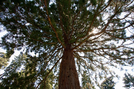 Tree in Rosenhohe Gardens, Darmstadt, Germany (photo)