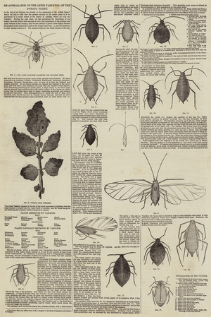 Re-Appearance of the Aphis Vastator on the Potato Plant (engraving)