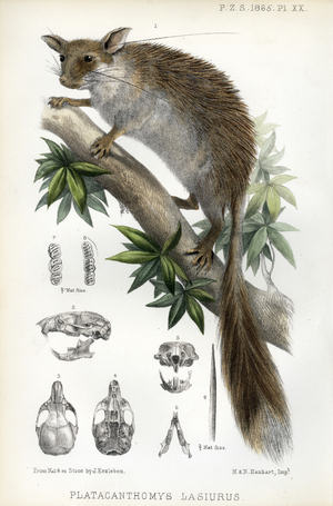 Red Spiny Dormouse (print)
