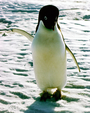 Penguin on an Ice Floe (photo)